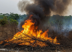 В Ростове отменили плановое выжигание травы
