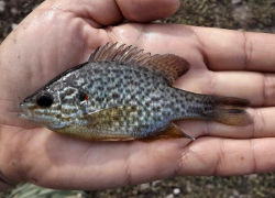 В реках Ростовской области распространился американский солнечный окунь