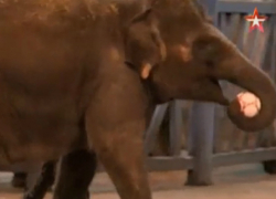 В преддверии чемпионата мира слонов в ростовском зоопарке обучили футбольным финтам