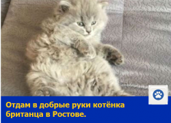 Котёнка британца отдают в добрые руки.