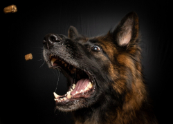 В районе Ростовской области ввели карантин из-за бешеной собаки 