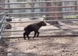 Детеныша такина мишми Изюма выпустили в уличный вольер