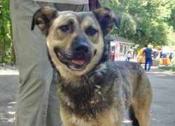 История с избиением охранником парка всеобщего любимца Васи приняла неожиданный поворот 