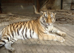 Депутаты Заксобрания обеспокоились условиями содержания животных в зоопарке Ростова