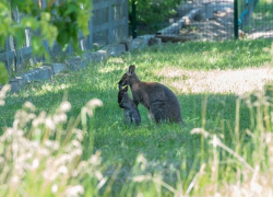 Малыши-кенгуру стали выходить в открытый вольер ростовского зоопарка