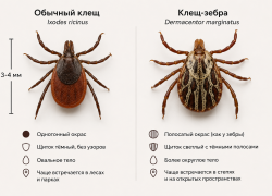 В Ростовской области нашли гигантских клещей-«зебр», которые охотятся на людей