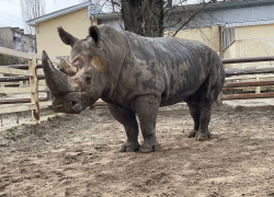 Показательное кормление носорогов проведут в ростовском зоопарке