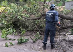 В Ростове на Западном на школьника упало дерево