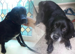 «Они жить друг без друга не могут»: две собачки после смерти хозяев попали в ростовский приют