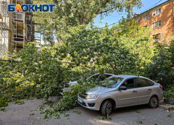 Дерево рухнуло на автомобили в Ростове