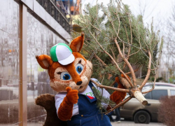 Елочка — не мусор: новогоднее дерево можно сдать на радость альпакам, енотам и овечкам