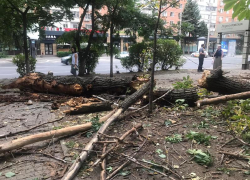 В Ростове на проспекте Ворошиловском рухнуло дерево