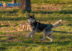 Ростов ждёт прохладное воскресенье с ветром, но без осадков