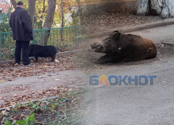 В центре Ростова заметили свободно гуляющих диких кабанов 