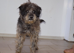 Ростовские волонтеры надеются на спасение слепого пса Пети