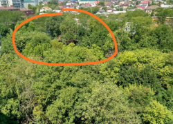 Здоровые зеленые деревья вырубят в Ростове ради новой стройки