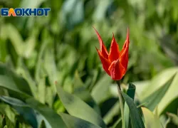 В Ростовской области отменили фестиваль «Шолоховская весна» из-за безопасности