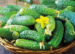 Зузана F1 – двойной урожай пупырчатых корнишонов за максимально короткое время