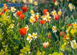 В Ростове 9 марта потеплеет до +8 градусов