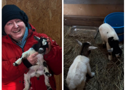 В донском парке «Малинки» за три дня родились 12 козлят 