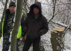 Это вам не валежник таскать: ростовчанин, срубивший ясень, может попасть в тюрьму на два года