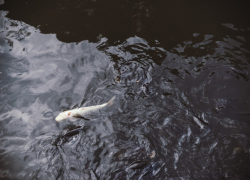 Запасы сельди в Азовском море могут снизиться до минимума