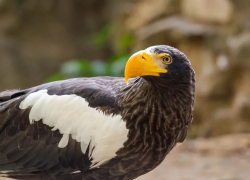 В Ростовский зоопарк прилетел белоплечий орлан
