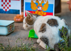 Кошка-предсказательница, похожая на футбольный мяч, ищет дом в Ростове