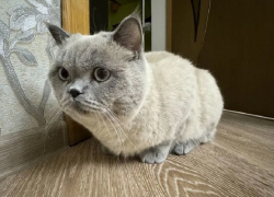 В Ростове появилось объявление о продаже кота за 23,5 миллиона рублей