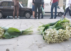 15-летнего школьника с букетами запрещенного краснокнижного растения сбил автомобиль в Ростове-на-Дону