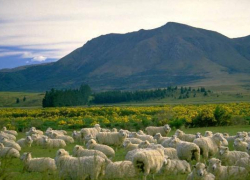 Новозеландская  компания  планирует открыть овечью ферму на Дону 