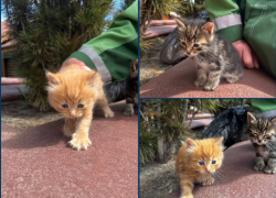 Кошка родила четверых котят на крыше — малыши едва не погибли при спуске