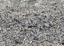 В Цимлянском водохранилище зафиксировали массовую гибель рыбы