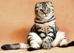 Мартовский кот: циничные ростовские ветеринары проведут стерилизацию домашних животных 