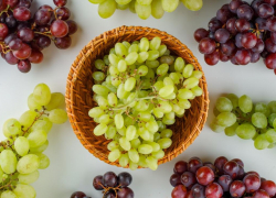 Эксперты рассказали ростовчанам как получить хороший урожай винограда