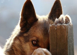 Неадекватный охранник-живодер в парке Ростова избил до полусмерти всеобщего любимца Васю