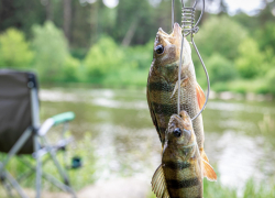 Минприроды зафиксировало гибель рыбы в пруду Ростова