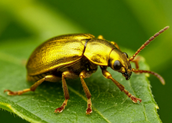 Нашествие опасного жучка обсудили на совещании в Ростове