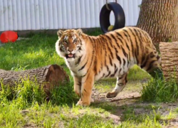 Тигренок Жигер покидает Ростов: впереди – новая жизнь в Калининграде