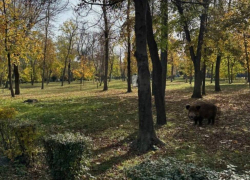 Ростовчане снова заметили гуляющего по улицам города кабана 
