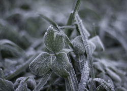 В Ростовской области ожидаются заморозки до -3 градусов