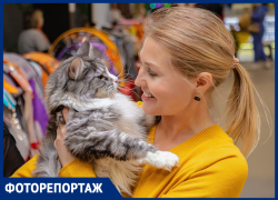 В Ростове организовали международную выставку кошек для желающих завести питомца