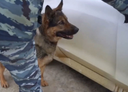 Служебная овчарка «сдала» ростовчанина-курьера с 5 кг «соли» под Липецком