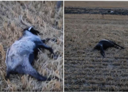В Ростовской области за неделю произошел второй массовый падеж скота 