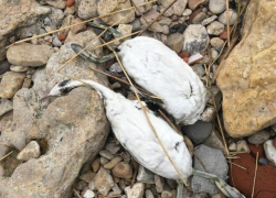 В Таганроге по неизвестным причинам начали массово гибнуть птицы 