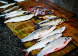 Эксперт рассказал о резком уменьшении запасов рыбы в Азовском море на 66%