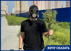 «Власти считают нас сорняком?»: ростовчане пожаловались на огромные заросли амброзии в городе