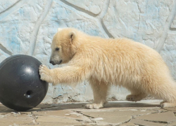 В ростовском зоопарке определили пол белого медвежонка