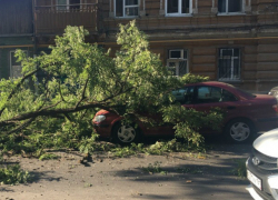 Огромная ветка рухнула на три припаркованных автомобиля в центре Ростова