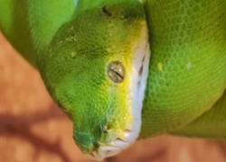 Королевой красоты в ростовском зоопарке стала представительница зеленых древесных питонов